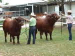 Our two bulls in interbreed Cairns 2010 - 