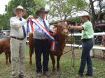 Becky Grand Champion Bos taurus cow Cairns 2010 - 
