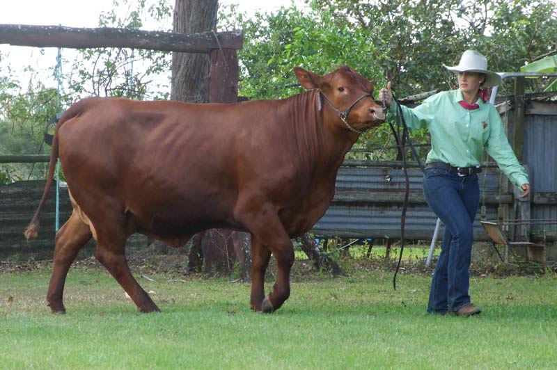 Val Jade and male calf
