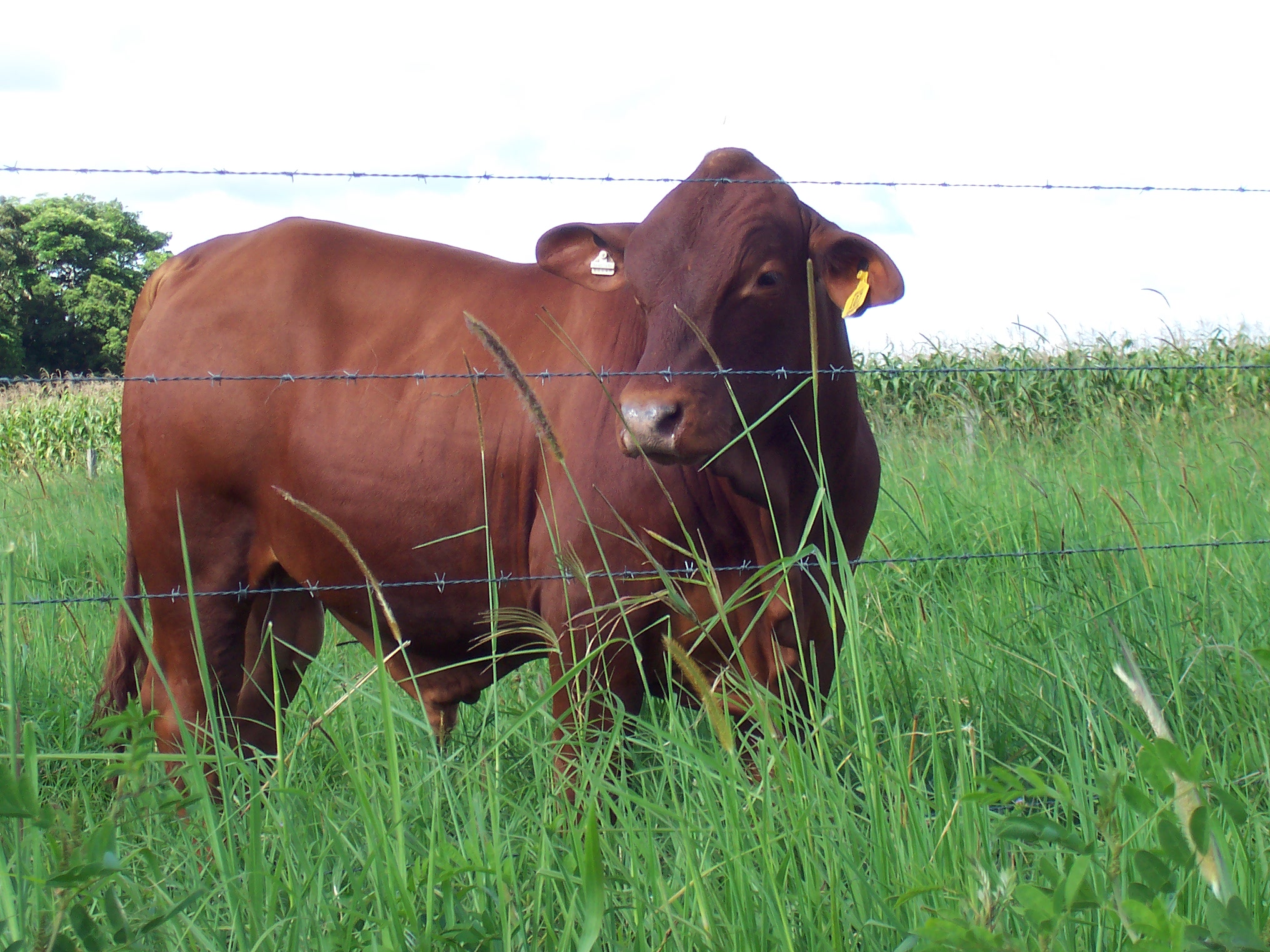Самые хорошие породы для мяса бычки.. Как называются бычки мясной породы. Протеин корова