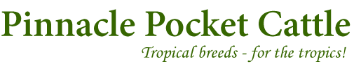 Pinnacle Pocket Cattle - Tropical breeds for the tropics