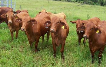 Young maiden Droughtmaster heifers