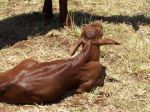 Senepol Calf - Pinnacle Pocket Alpha - Just born - 