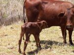 13nov06_senepol_calf.jpg - 