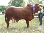 Droughtmaster Bull - 