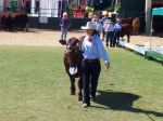 Tarzan, 15 months, Ekka 2009 - 