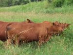 Senepol heifers - 