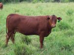 Senepol heifer - 