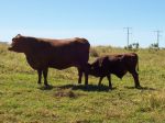 Senepol Cow and Calf - 