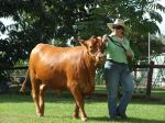 Katrina leading 26month heifer - Pinnacle Pocket Bella at Mareeba Rodeo Interbreed 2010 - 