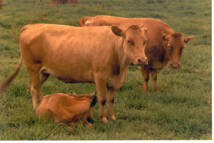 N'Dama Cattle