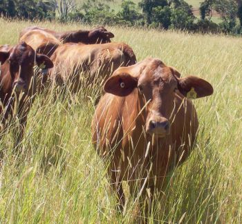 Heifers in Autumn