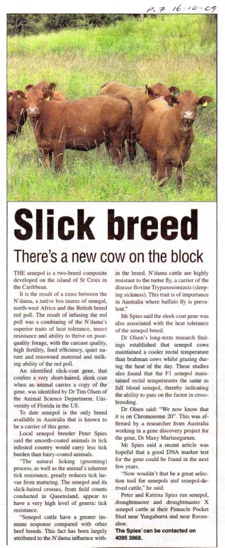 There’s a new cow on the block