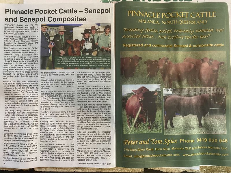 Pinnacle Pocket Cattle & Consulting – Senepol and Senepol Composites