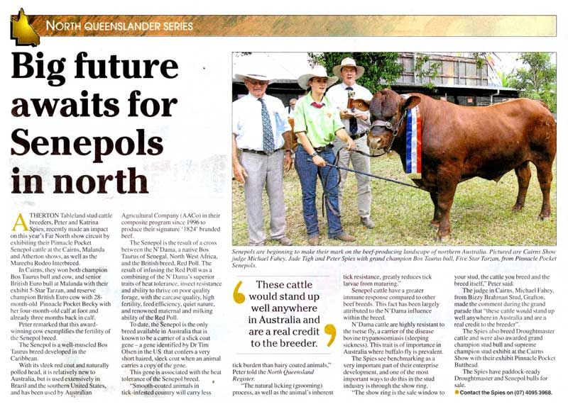 Big future awaits for Senepols in north