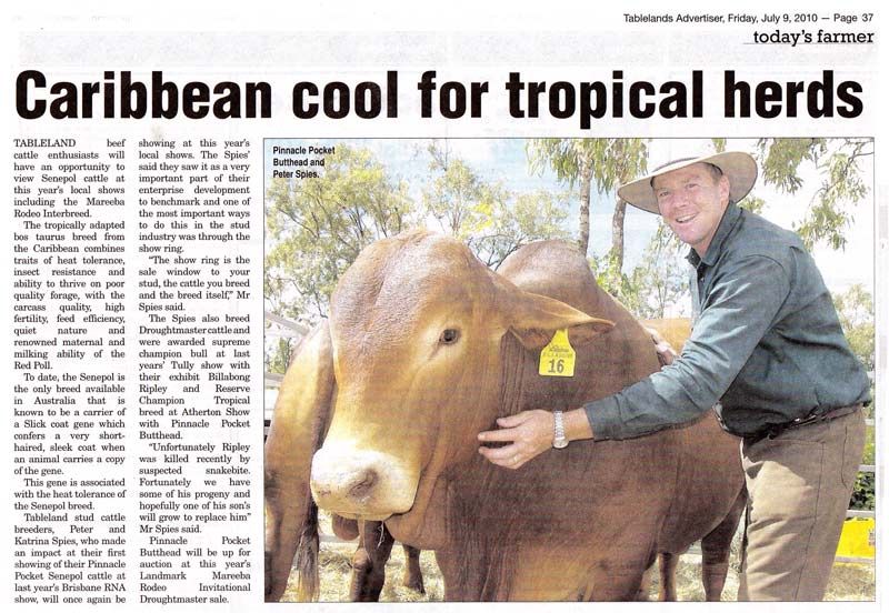 Caribbean cool for tropical herds