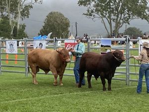 Quality stock on show at Atherton
