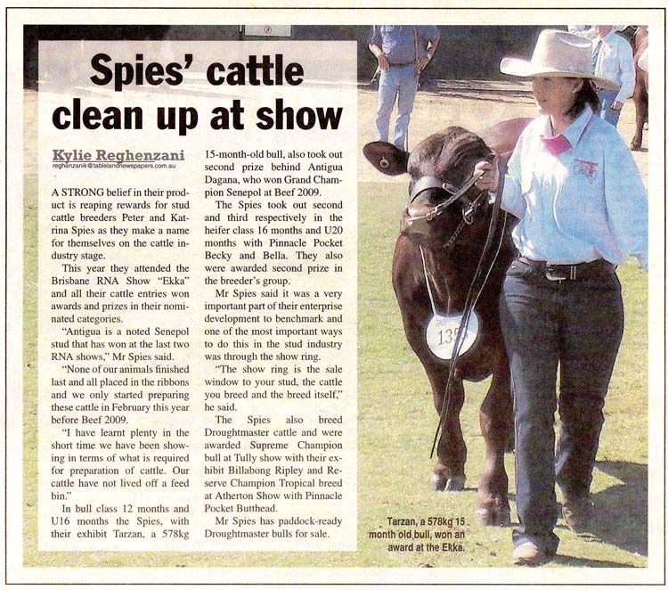 Spies’ cattle clean up at show